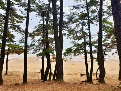 꾸지나무골 해수욕장 캠핑장 전경