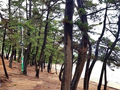 캠핑장 소나무숲